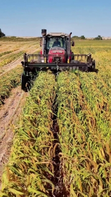 赤峰收購曲麻菜電話號碼是多少-第1張圖片