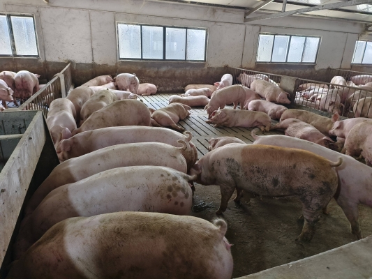 赤峰寧城新希望養(yǎng)豬場電話號碼-第1張圖片