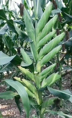 赤峰雨潤(rùn)玉米種植基地電話號(hào)碼-第1張圖片