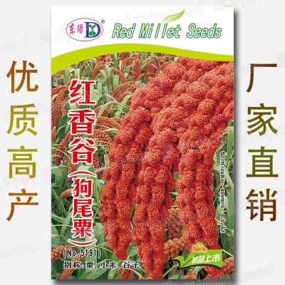 赤峰谷子種子出售電話(huà)號(hào)碼查詢(xún)-第1張圖片