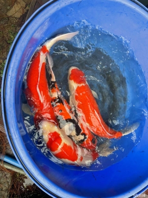 赤峰水族寵物店電話號(hào)碼多少-第1張圖片