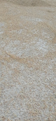 赤峰稻谷最新價格-第1張圖片