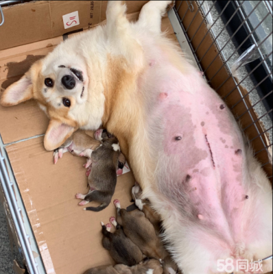 赤峰尋找柯基犬基地電話號(hào)碼-第1張圖片