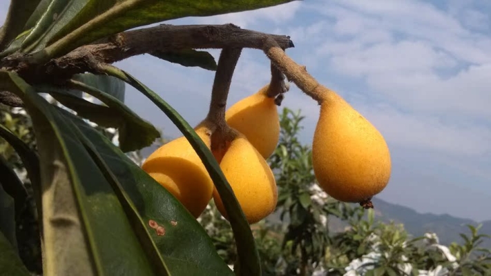 赤峰市琵琶收費站電話號碼-第1張圖片