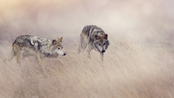 赤峰狼族救援隊電話地址查詢-第1張圖片