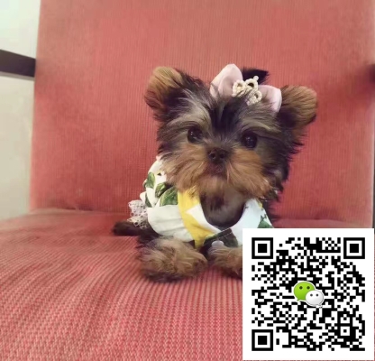 赤峰出售寵物狗電話號(hào)碼是多少-第1張圖片