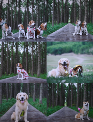 赤峰喀喇沁寵物店電話號(hào)碼-第1張圖片