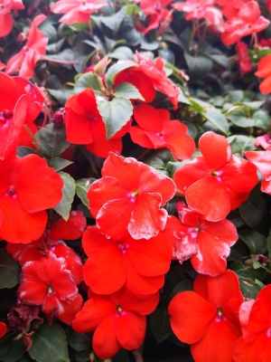 赤峰滑雪場花卉市場電話號碼-第1張圖片