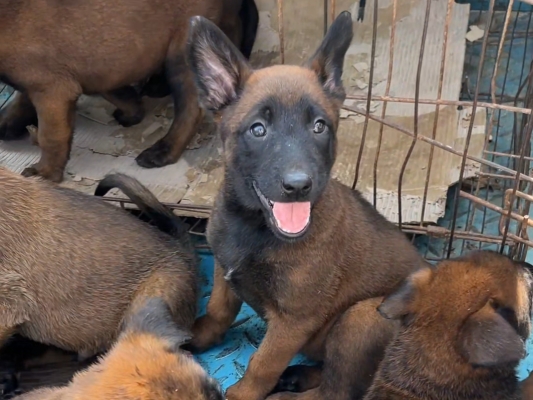 赤峰馬犬犬舍基地電話號碼-第1張圖片