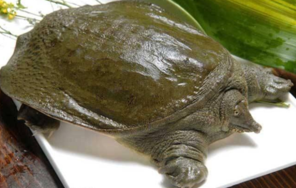 赤峰賣活甲魚的電話號碼是多少-第1張圖片