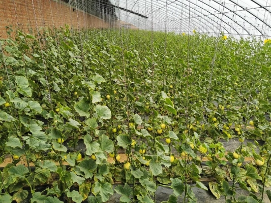 赤峰賈海采摘園電話號(hào)碼查詢-第1張圖片