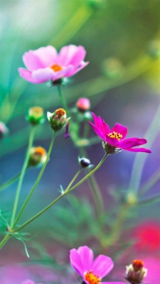 赤峰市唯美鮮花店電話號(hào)碼-第1張圖片