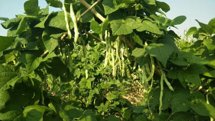 赤峰小蘿卜營地電話號碼查詢-第1張圖片