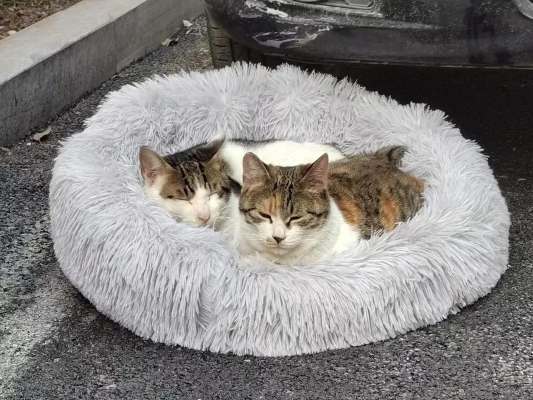 赤峰有收養(yǎng)流浪貓的地方嗎-第1張圖片