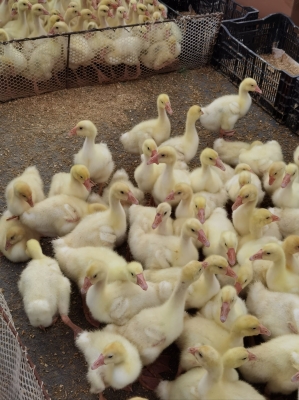 赤峰小攤賣魚電話多少號碼-第1張圖片