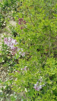 赤峰綠豆粉廠家電話多少號-第1張圖片