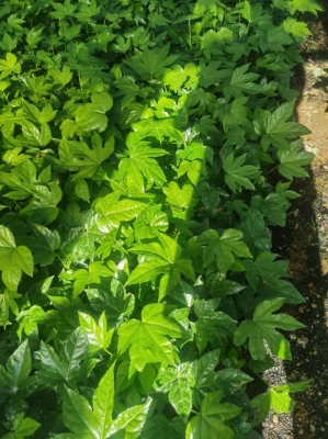 赤峰小盆馬鞭草出售電話地址-第1張圖片