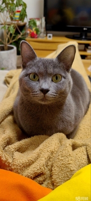 赤峰喂貓服務電話地址是多少號-第1張圖片