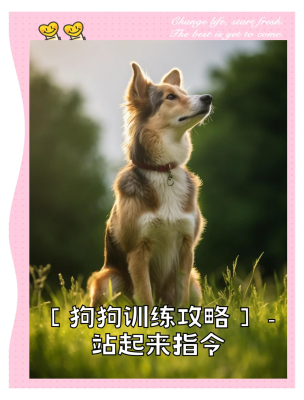 赤峰附近代訓(xùn)狗的地方電話號碼-第1張圖片