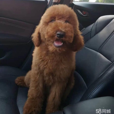 赤峰代賣寵物狗電話地址查詢-第1張圖片