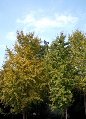 赤峰 解放街-第1張圖片