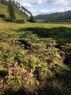 赤峰刺嫩芽苗供應(yīng)商電話號碼-第1張圖片