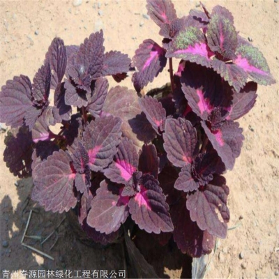 赤峰彩葉草花苗商家電話號碼-第1張圖片