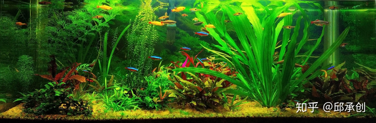 赤峰雨林造景公司簡(jiǎn)介電話號(hào)碼-第1張圖片