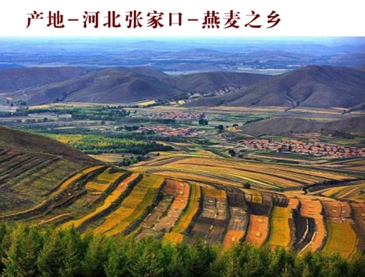 赤峰莜面面粉廠家電話號碼-第1張圖片