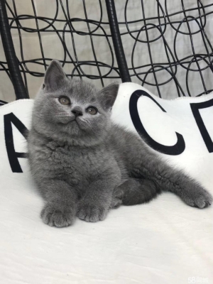 赤峰繁育貓舍地址查詢電話號(hào)碼-第1張圖片