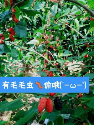 赤峰充氣毛毛蟲廠家電話號碼-第1張圖片