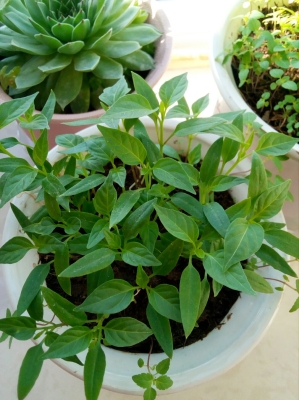 赤峰錦山白家熏雞創(chuàng)始人-第1張圖片