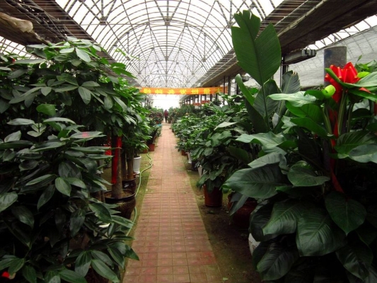 赤峰盆栽鮮花基地電話地址查詢-第1張圖片