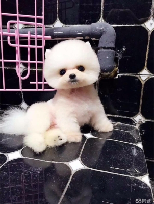 赤峰寵物狗回收電話號碼查詢-第1張圖片