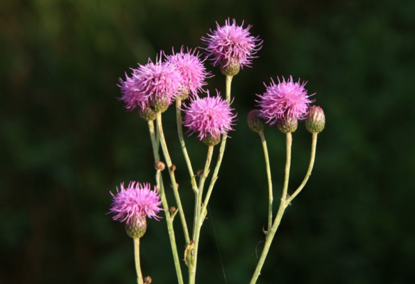 赤峰蒙古韭菜種植基地電話號(hào)碼-第1張圖片