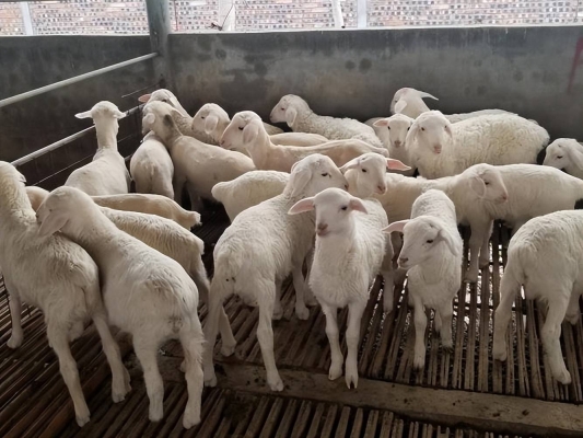 赤峰大北農(nóng)羊飼料廠電話號(hào)碼-第1張圖片