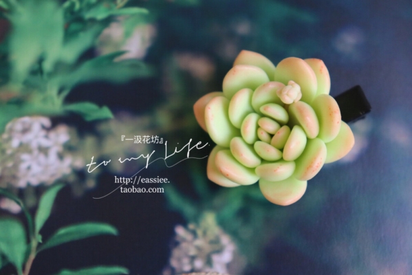 赤峰紫萱多肉坊電話地址查詢-第1張圖片