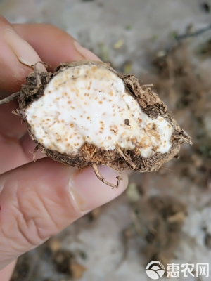 赤峰蒼術(shù)種子批發(fā)電話是多少號-第1張圖片