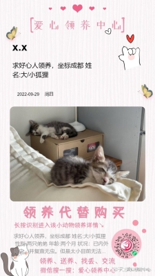 赤峰領養(yǎng)小狗狗的地方電話號碼-第1張圖片