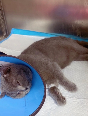 赤峰平價寵物醫(yī)院電話號碼多少-第1張圖片