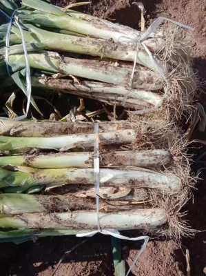 赤峰市賣大蔥的地方電話號碼-第1張圖片