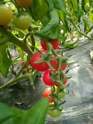 赤峰千禧郡艾灸館電話號(hào)碼-第1張圖片