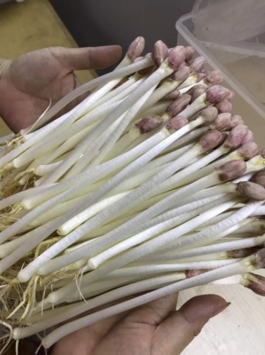 赤峰市花生基地電話號碼-第1張圖片