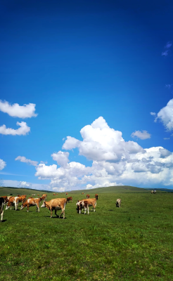 赤峰旅行包車電話號(hào)碼多少-第1張圖片