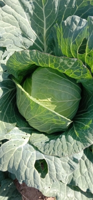 赤峰甘藍(lán)種子公司電話地址是多少-第1張圖片