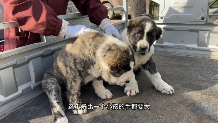 赤峰附近哪里有狗市啊電話號碼-第1張圖片