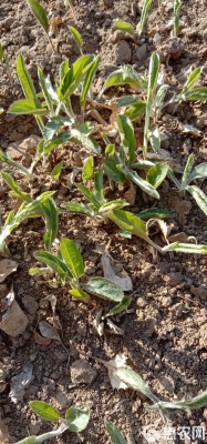 赤峰蒼術種苗種植基地電話號碼-第1張圖片