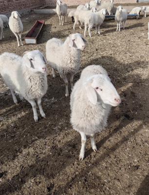 赤峰附近適合養(yǎng)殖的牧場-第1張圖片