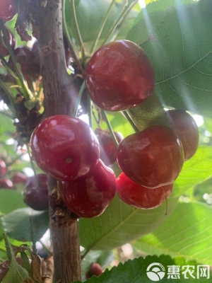 赤峰的櫻桃基地在哪里-第1張圖片