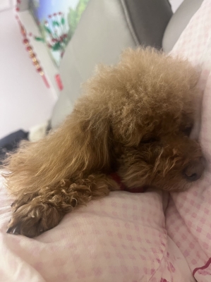 赤峰收寵物貓的地方電話號碼-第1張圖片